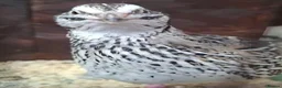 Quail poultry for sale: 🐣 Coturnix & Jumbo Coturnix Quail Hatching Eggs  in Accrington - Advert 7