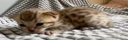 Bengal cats for sale: 5 beautiful full breed bengal kits - Advert 4