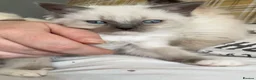 Ragdoll cats for sale: 4 full pedigree ragdoll kittens  - Advert 9