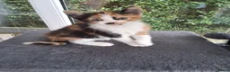 Mixed Breed cats for sale: RARE Tabico kittens 😻 Calico Tabbies  - Advert 4