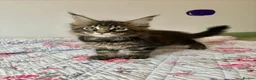 Maine Coon cats for sale: Full Maine Coon Kittens - Advert 13