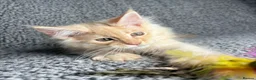 Maine Coon cats for sale: GCCF Maine Coon Kittens.  - Advert 3