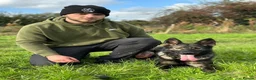 German Shepherd dogs for sale: ⚠️Working Line German Shepherds - Advert 3