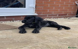 Mixed Breed dogs for sale: Italian Daniff Pups  - Image 8