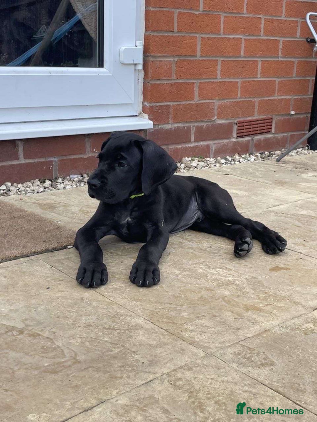 Mixed Breed dogs for sale: Italian Daniff Pups  - Image 8