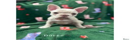 French Bulldog dogs for sale: Last 2 girls left! KC registered French Bulldogs - Advert 2