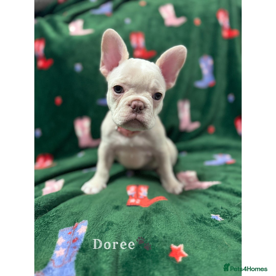 French Bulldog dogs for sale: Last 2 girls left! KC registered French Bulldogs - Advert 2