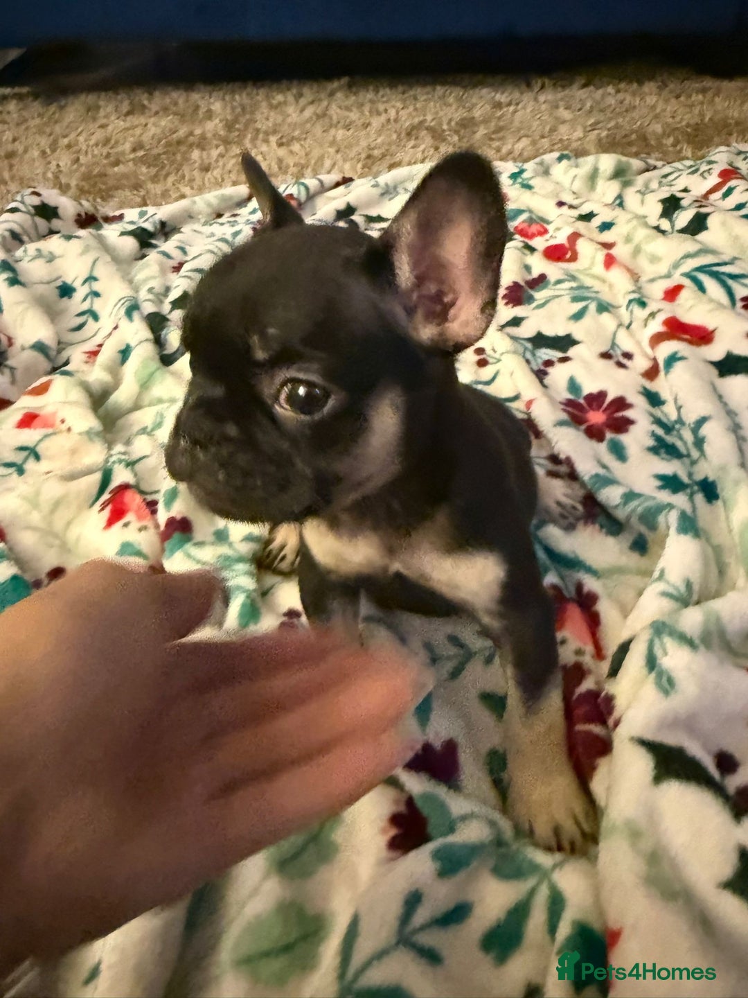 French Bulldog dogs for sale: French bulldog puppies  - Advert 19