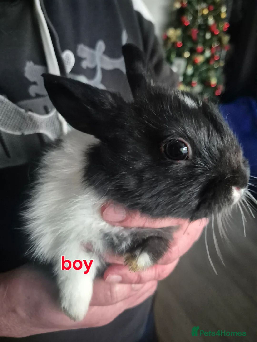 Mini Lion Lop rabbits for sale: Mini lop lion - Advert 12