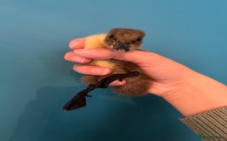 Ducks poultry for sale: Runner ducklings - Image 14