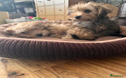 Yochon dogs for sale: Millies first litter  - Image 4