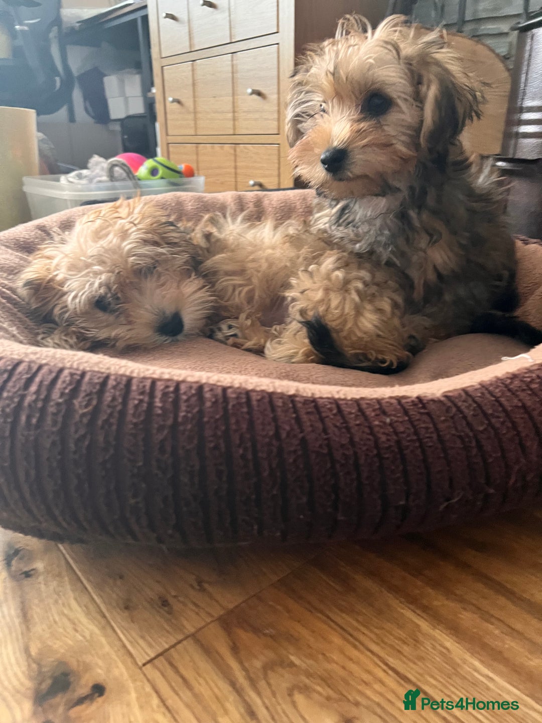 Yochon dogs for sale: Millies first litter  - Image 4