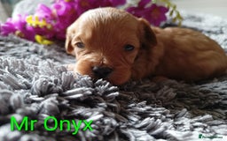Cavapoo dogs for sale: Beautiful F1 cavapoo puppies  - Image 6
