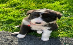 Border Collie dogs for sale: 12 Border Collie Puppies for sale  - Image 8