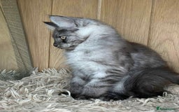 Maine Coon cats for sale: GCCF Black Smoke Maine Coon Kitten.  - Image 5
