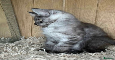 Maine Coon cats - Advert 11