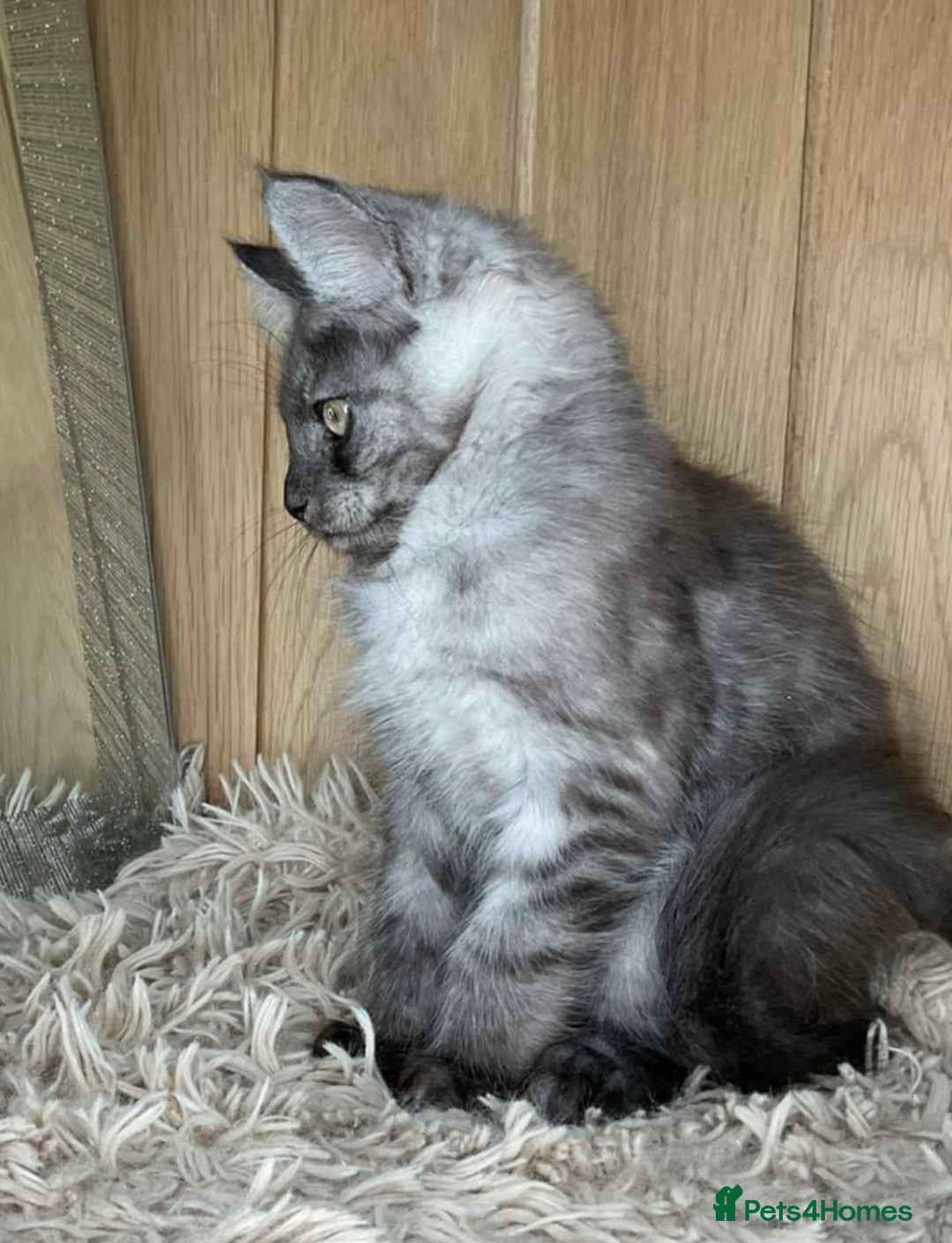 Maine Coon cats for sale: GCCF Black Smoke Maine Coon Kitten.  - Image 5