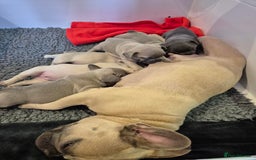 French Bulldog dogs for sale: 5* Council License breeder of 6 stunning Pups. - Image 9