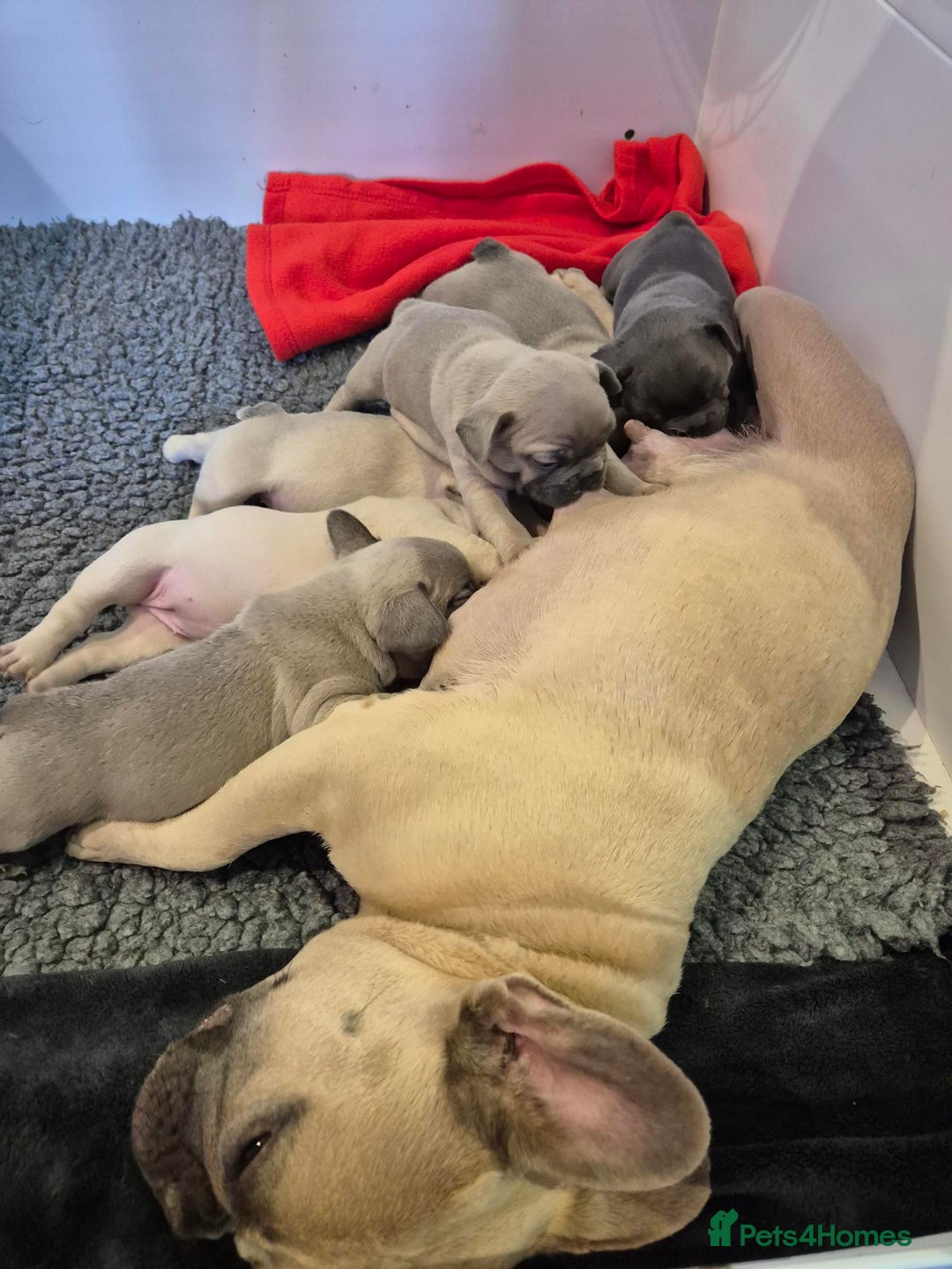 French Bulldog dogs for sale: 5* Council License breeder of 6 stunning Pups. - Image 9