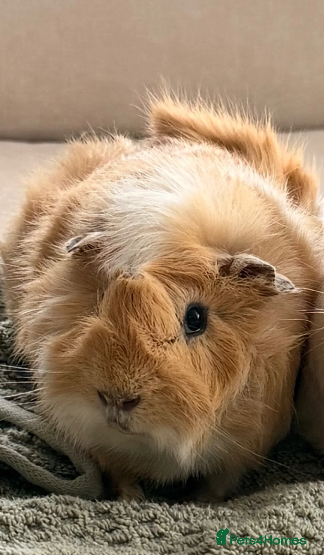 Guinea Pig rodents for sale: Boar guinea pig in Biggleswade - Advert 2