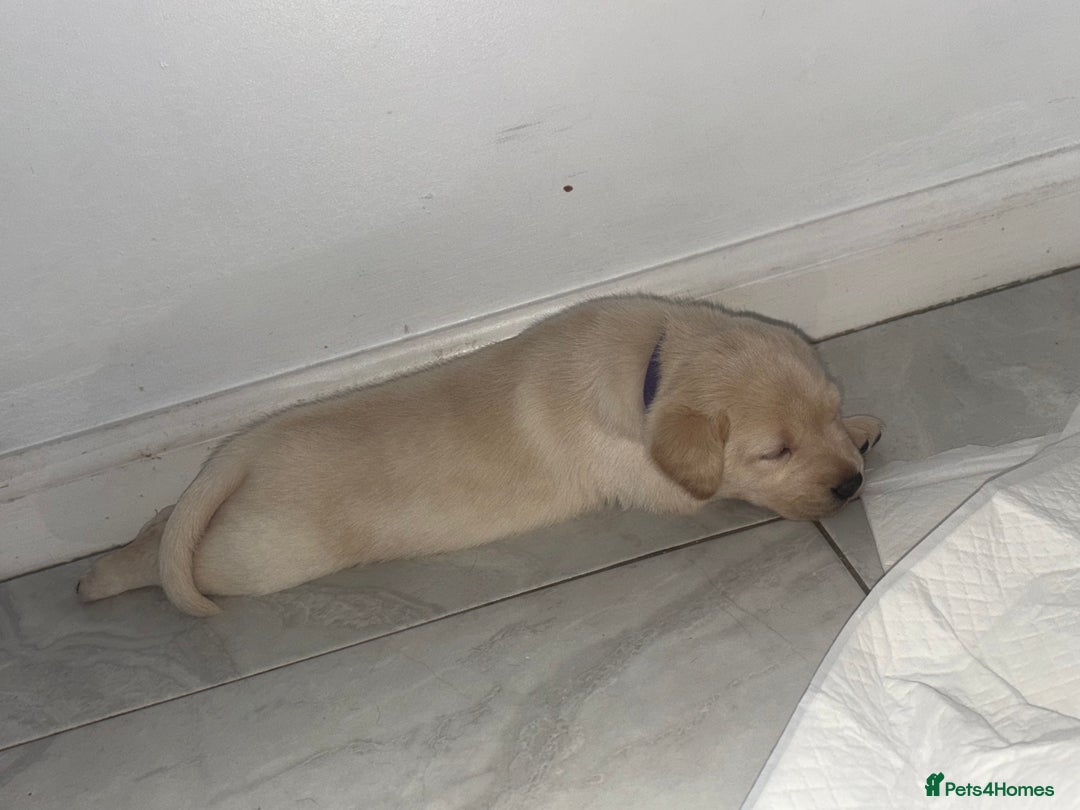 Labrador Retriever dogs for sale: Labrador puppies - 1 girl left!   - Advert 2