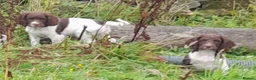 English Springer Spaniel dogs for sale: Gorgeous English Springer Spaniels Puppies - Advert 18