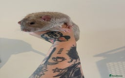Rat rodents for sale: 3 male rats and massive amount of accessories  - Image 21
