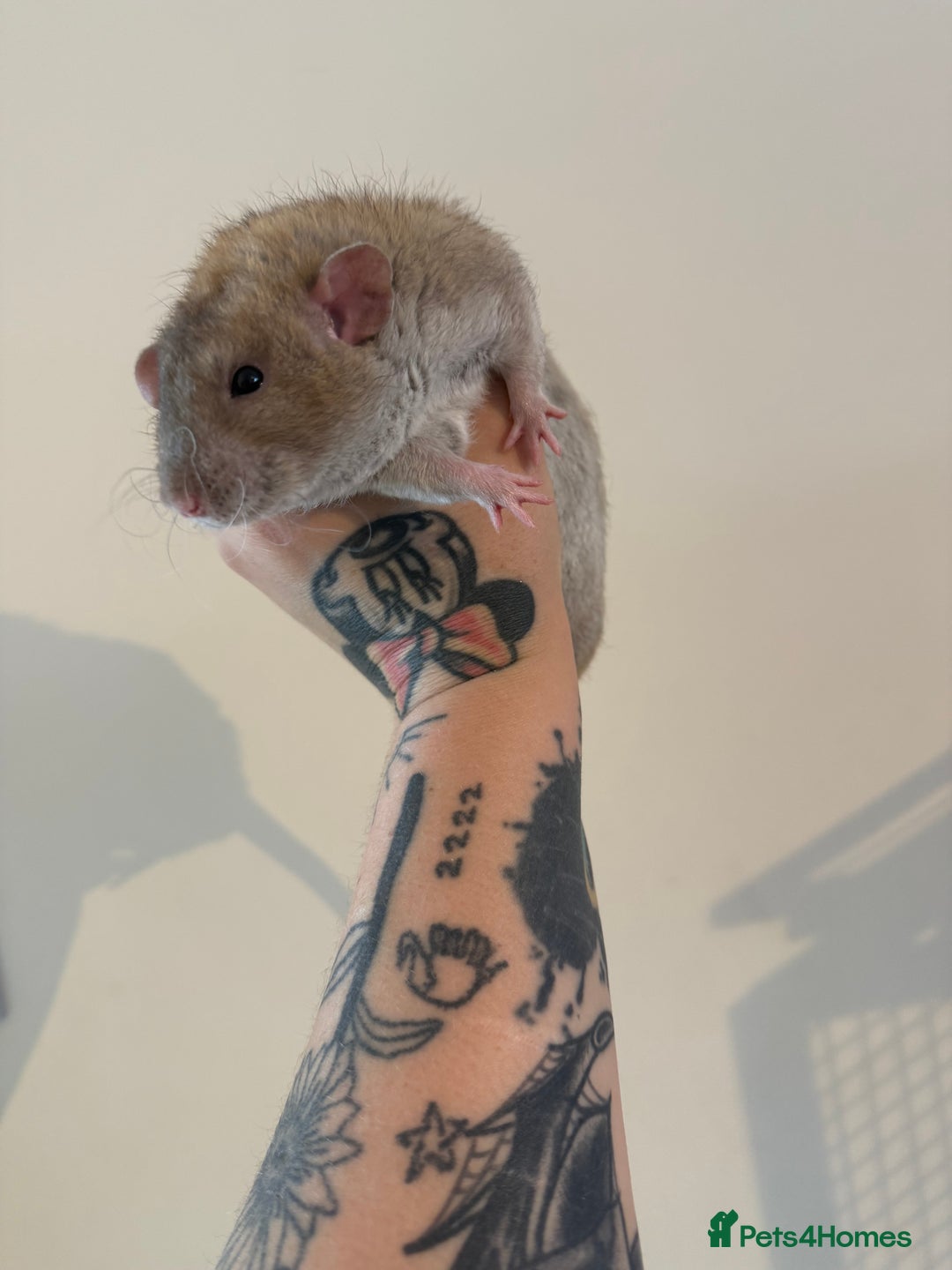 Rat rodents for sale: 3 male rats and massive amount of accessories  - Image 21