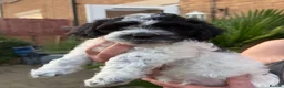 Havanese dogs for sale: Beautiful Havanese Puppies Ready Now - Advert 16