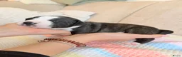 Staffordshire Bull Terrier dogs for sale: Gorgeous staffordshire bull terrier puppies - Advert 24