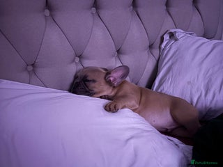 French Bulldog dogs Beautiful Frenchie Puppy Looking For Loving Home - Advert 6
