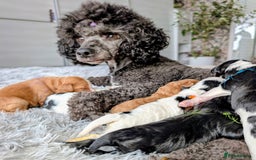 Toy Poodle dogs for sale: 🖤CAVAPOO BABIES🖤TESTED PARENTS! - Advert 2