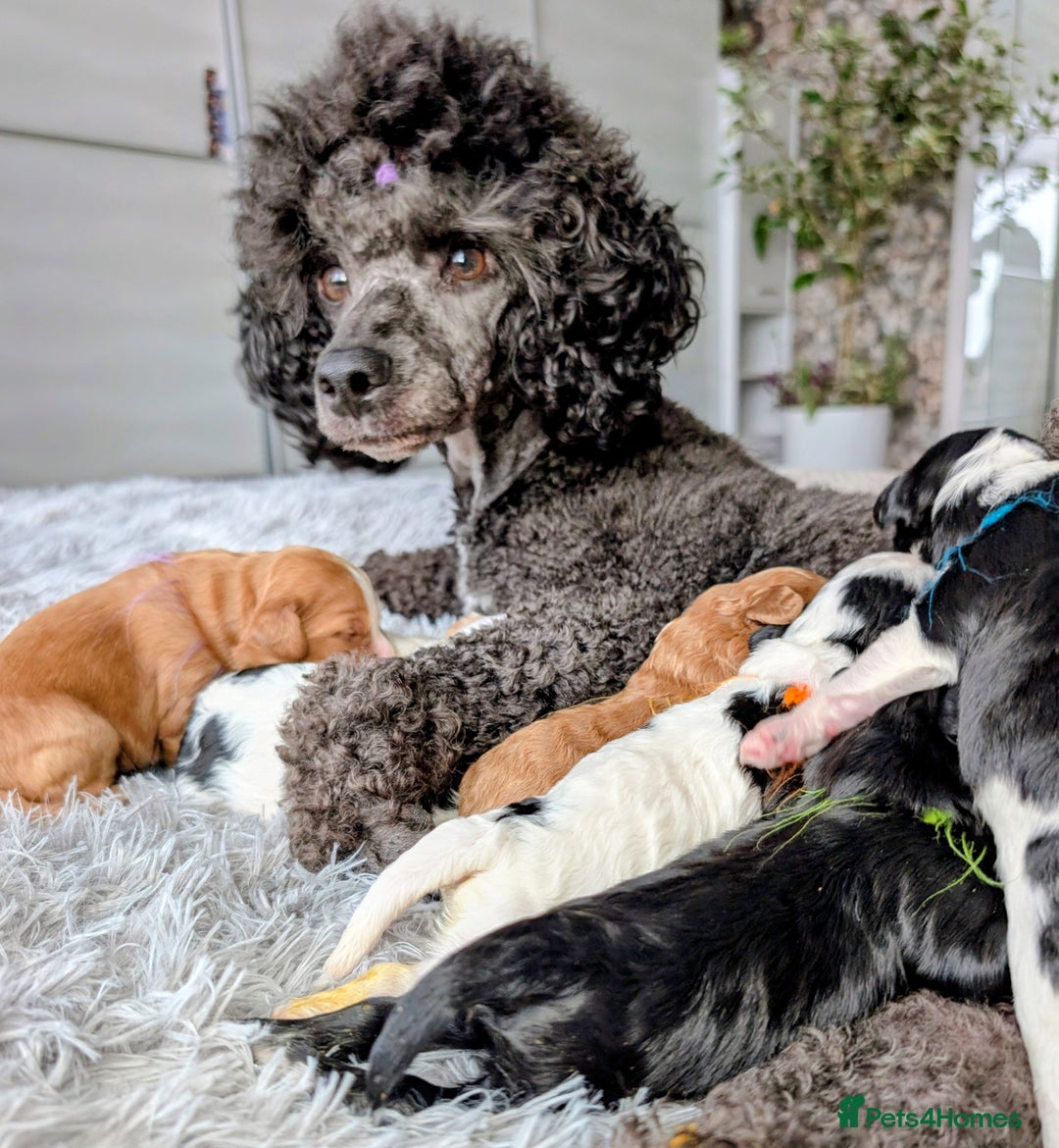 Toy Poodle dogs for sale: 🖤CAVAPOO BABIES🖤TESTED PARENTS! - Advert 2