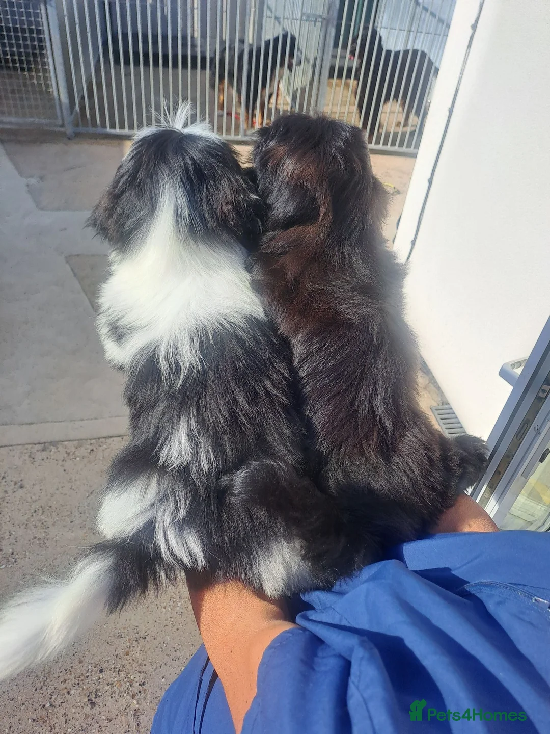 Lhasa Apso dogs for sale: Kc Registered Lhasa Apso Puppies  - Advert 2