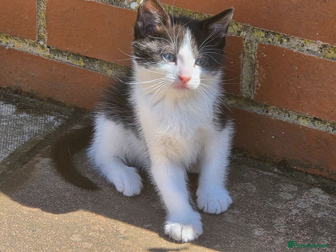 Mixed Breed cats for sale: CUTE KITTENS FOR SALE (NEED GO ASAP) - Advert 1