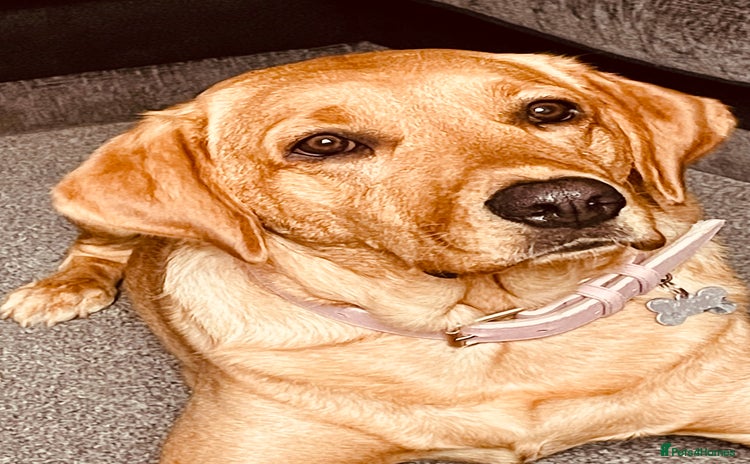 Labrador Retriever dogs - Advert 3