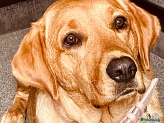 Labrador Retriever dogs - Advert 27