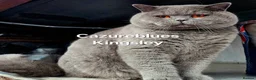 British Shorthair cats for sale: Champion GCCF Blue British shorthair kittens  - Advert 6