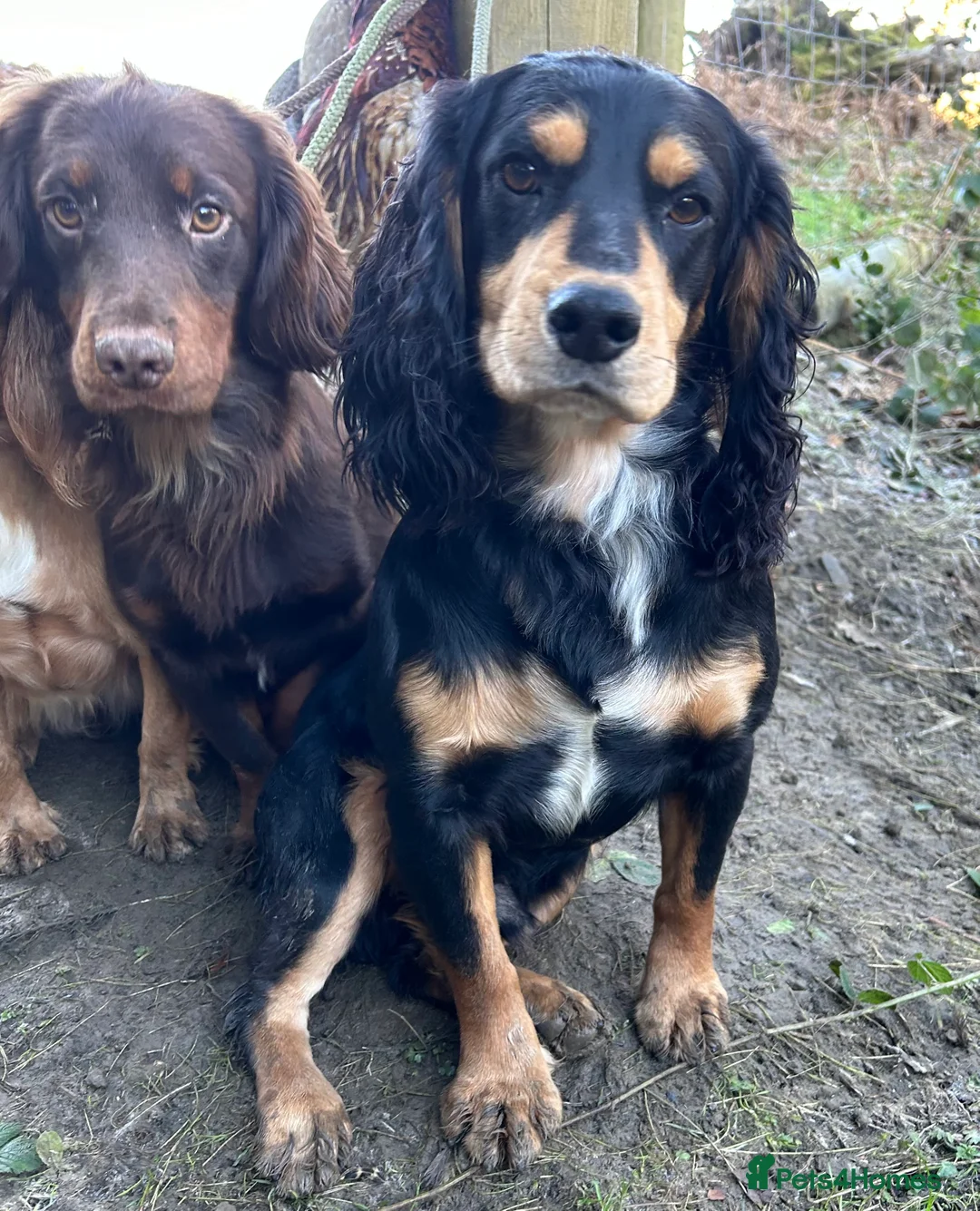 Cocker Spaniel dogs for stud: KC Working Cocker Spaniel Health tested in Ludlow - Advert 3