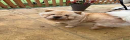Chow Chow dogs for sale: Beautiful Chow Chow Girl - Loving Home Wanted  in Dunstable - Advert 1