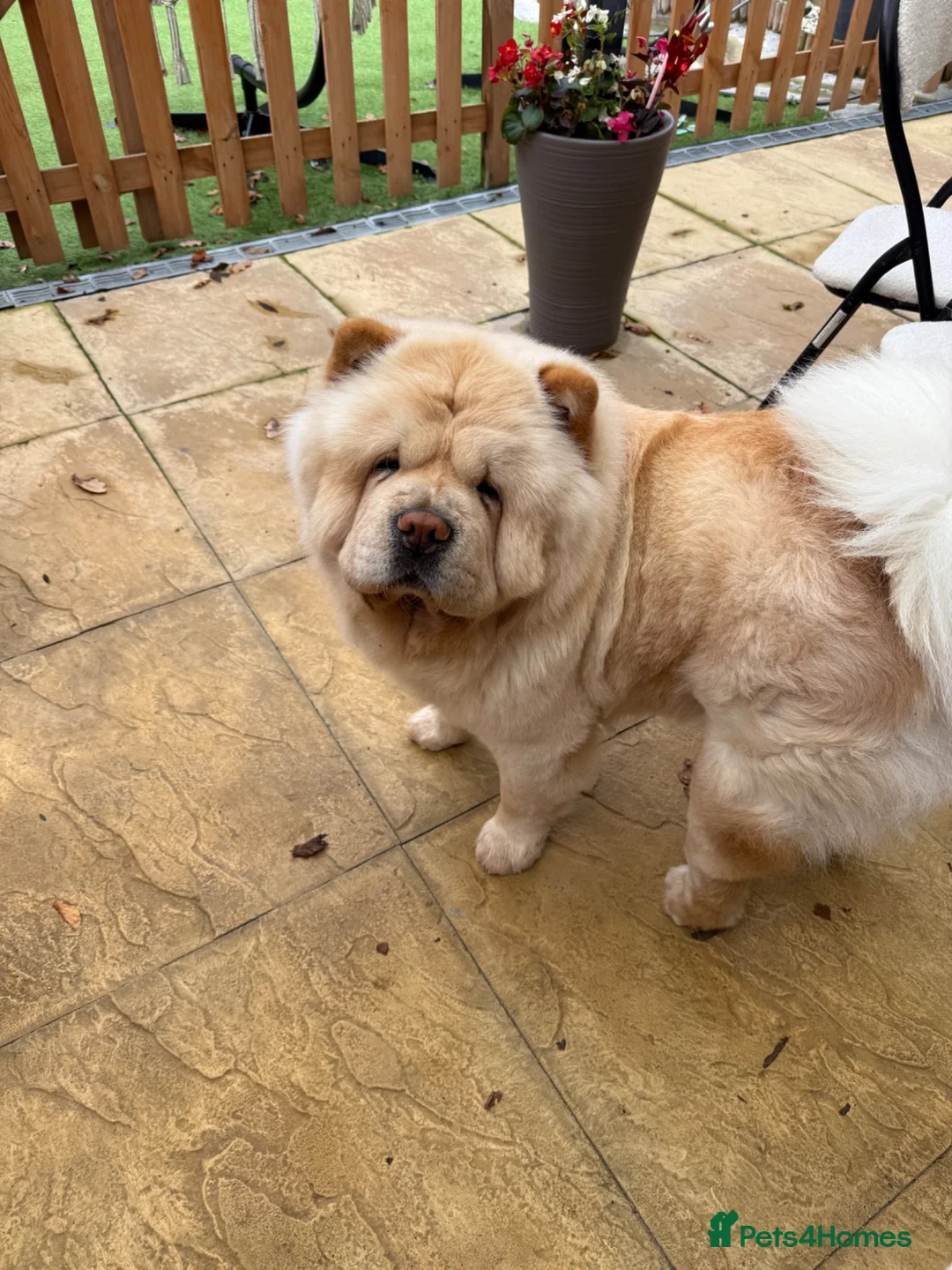 Chow Chow dogs for sale: Beautiful Chow Chow Girl - Loving Home Wanted  in Dunstable - Advert 1