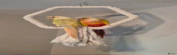 Conures birds for sale: Beauriful Pair of conures - Advert 4