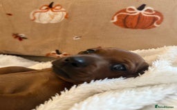 Miniature Dachshund dogs for sale: Top quality Miniature dachshund puppies. - Image 12