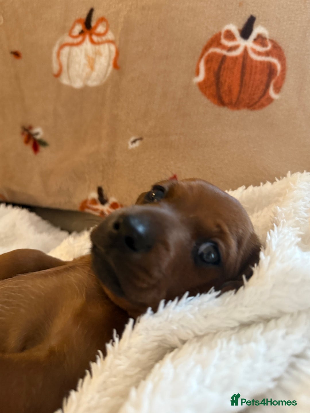 Miniature Dachshund dogs for sale: Top quality Miniature dachshund puppies. - Image 12