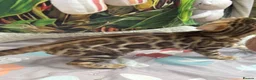 Bengal cats for sale: 🩷 Stunning TICA ✨ Health tested Bengal kitten  - Advert 15
