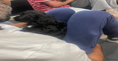 Cockapoo dogs - Advert 16