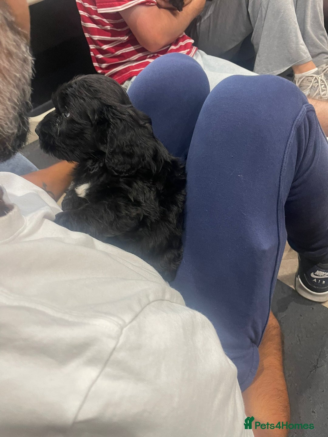 Cockapoo dogs for sale: READY NOW..!  cockapoos *1 girl 2boys* - Image 8