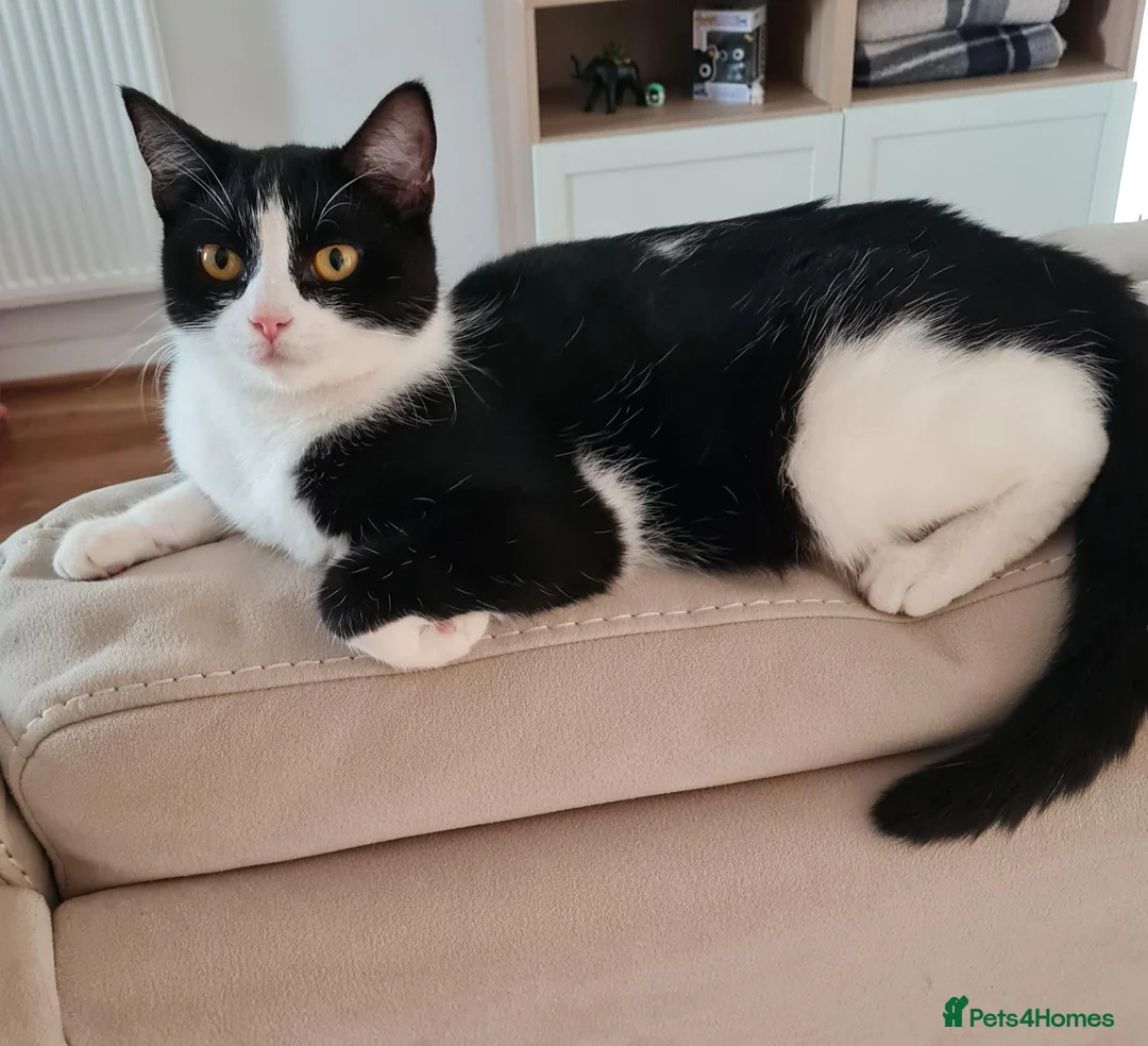 Mixed Breed cats for sale: Two Beautiful Female Kittens Looking for Homes 🐾 in Spalding - Advert 1