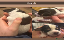 Jackapoo dogs for sale: Beautiful Jackapoos this is Bonnie’s 2nd litter  - Image 3