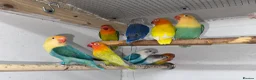 Lovebirds birds for sale: Mutation Love Bird for sale  - Advert 2